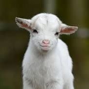 AbdulHazredHPL's profile picture. 