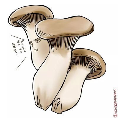 エリンギ 熊本県産 W ぅぃ