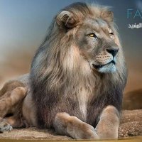 ph. Saif Alshibly (@ayhynlpgmsyiztu) 's Twitter Profile