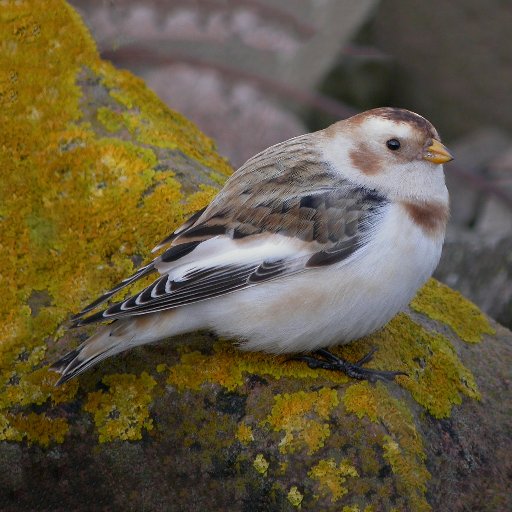 Natural history enthusiast, particularly birds, capturing photographic memories. Regular at Draycote Water, Warwickshire. Love trips to Scotland.