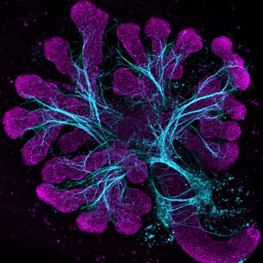 Based in @crm_edinburgh the Emmerson lab is harnessing the potential of the stem cell niche to promote regeneration. Tweets by @Ella_Mercer1 & @DoctorEmmerson