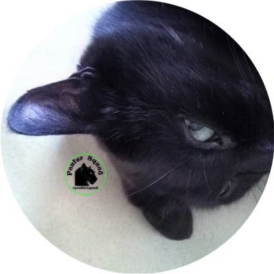 CatDisapproval Profile Picture