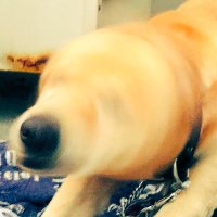 ✐なっとう𖤐ˊ˗（元 おかしの国） (@tabilovekochan) 's Twitter Profile Photo