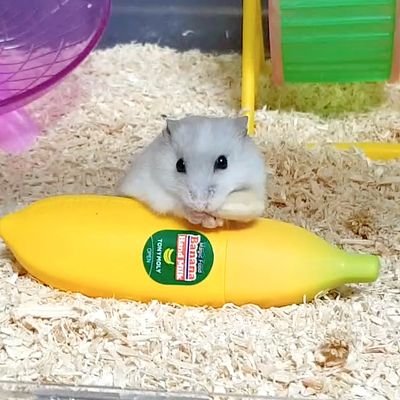 자작나무さんのプロフィール画像