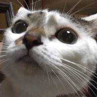 にんにん (@ulixwioakyqeogh) Twitter profile photo