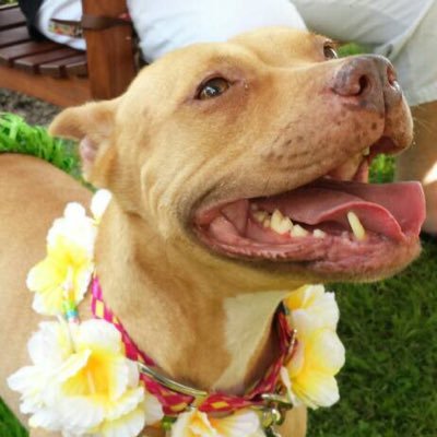 DollysDazzle's profile picture. Welcome friends! 🐶💖🐱 Custom + Handmade from Florida 🌴 Bandanas • Dresses • Bows 🐕🌻🐈 International Shipping 🌎 Shop HERE 👇👇