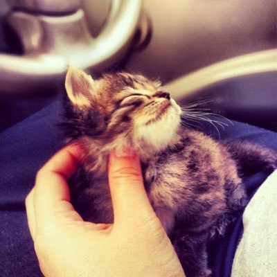 AmienaBeauty's profile picture. https://t.co/RYm5VIjiFr.