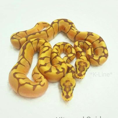 KYOTOのBall Python pro shopは 店舗営業は閉めましたが、Ball達の飼育･ﾌﾞﾘｰﾄﾞ(時折 販売)を 時々しています( ´△｀)♪

【個人飼い込み個体】
ボールパイソン･コーンスネーク･亀・コールダック・魚 -^艸^)ﾖﾛｼｸ♥