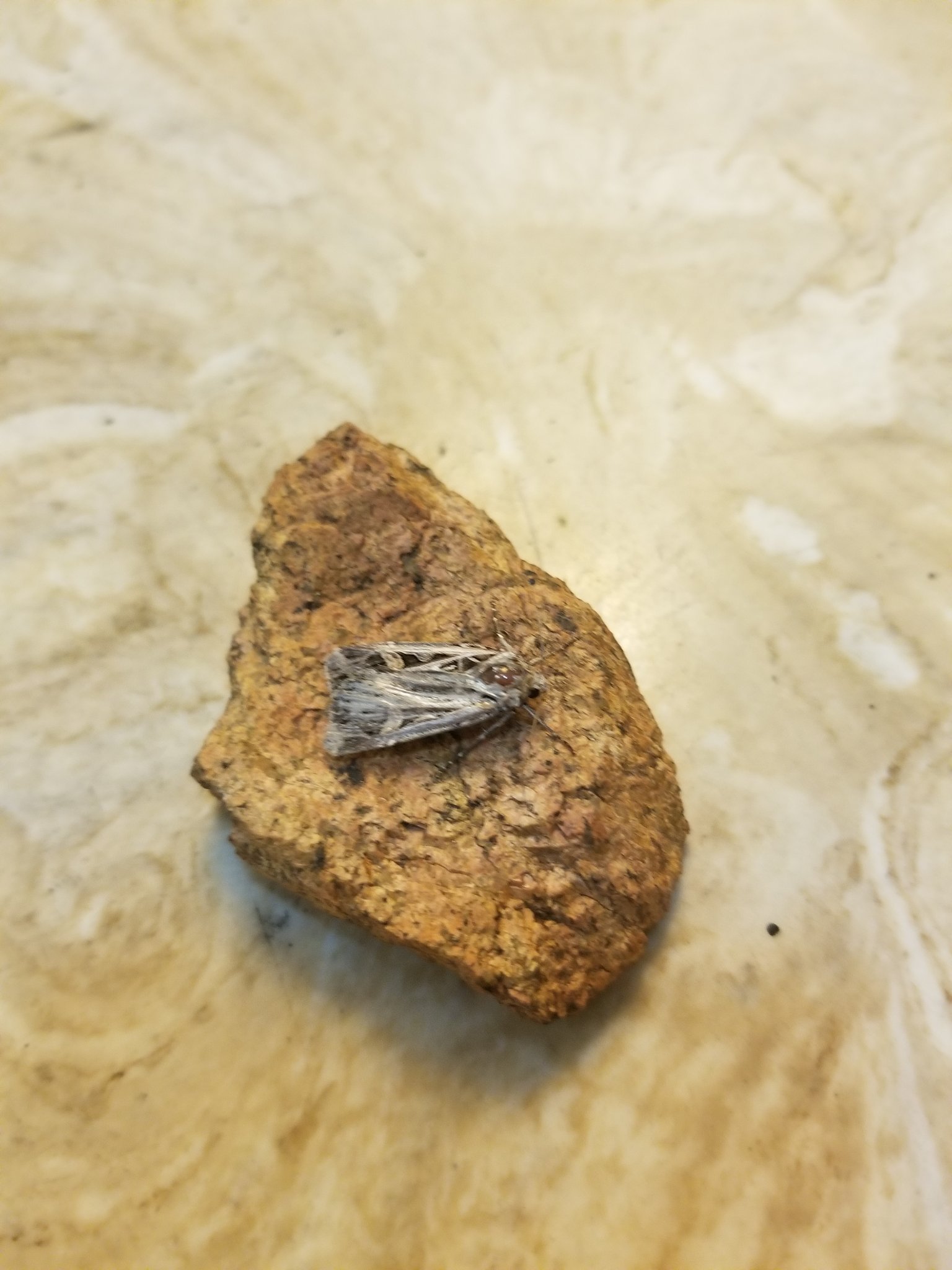 NLivingstonMSBS's profile picture. Licensed Professional Counselor