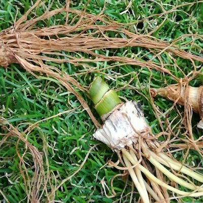 HighoncoinsPure's profile picture. Nomade Gipsy 
Node of nodes