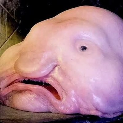 ニュウドウカジカ Lzdfaqnw0aoqjso Tvitter