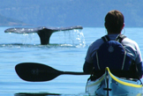 Anacortes Kayak Tours offers fun and rewarding sea kayaking trips around the San Juan Islands of Washington State. Voted #1 Eco-Adventure in the Northwest!