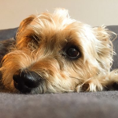 usuallyright23's profile picture. I really hate football