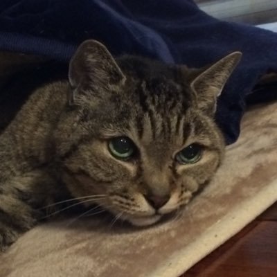 sarukichi_07's profile picture. ババ猫様の忠実なるしもべ。映画が好物。着るマッサージマシーンが欲しい。