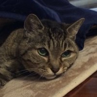 sarukichi (@sarukichi_07) 's Twitter Profile Photo