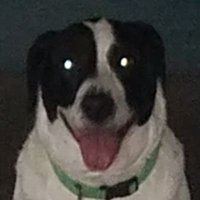 BlizzrdWizzrd's profile picture. Can anyone tell me WHO let the dogs out?