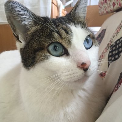 mastari's profile picture. 埼玉にいるプラモとご飯なアカウント\('A`)ノ 神谷奈緒担当P