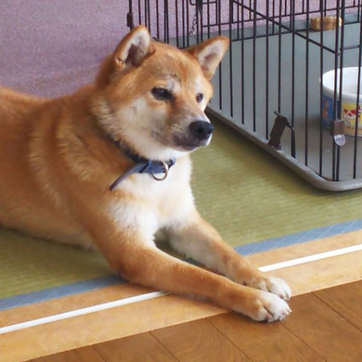 音楽、映画、本、グルメ、懸賞が好きです💖
北海道で柴犬・まめ太郎と暮らしてます🐕
QUOカード、入浴剤、グルメなどを中心に応募してます✨
当選報告は毎回心を込めてさせていただきますので、よろしくお願いします🍀