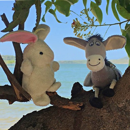 Follow 👣 the Donkey🐴 and the Rabbit 🐰around the 🌎 !!