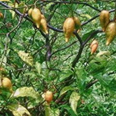 Iboga6's profile picture. 