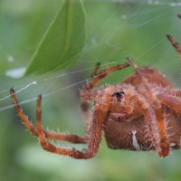 Nottingham SpiderLab (@arachnotts) 's Twitter Profile