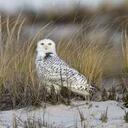 Mel swartz - @melissashines - Twitter