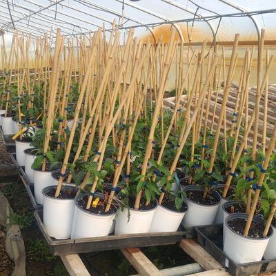 A small Farm specializing in Local Seasonal Salads. Carved Wooden Bowls, Platters, and Sinks. Live edge and recovered tables.
Aspiring  Community.