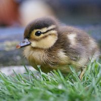 Ælling (@iareduckling) 's Twitter Profile