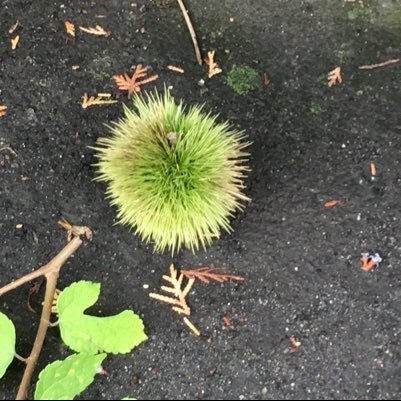 銀河系の食べものでは、焼き芋とクリが好き🍠