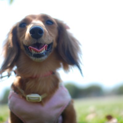 mishumashu's profile picture. 2子♡１孫♡2老ダックスワンコ♡1白黒老猫♡の母・祖母。第２９回全日本トライアスロン宮古島大会で初ロングデビュー＆完走。トライアスロンは無期限お休み中。DE❤︎ROSAサイクリング♡ラン二ング♡ダックスフント♡写経♡お寺巡り♡ヨガ♡ラブ。リッチ🌈チップ🌈忘れられない。