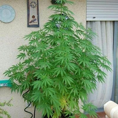 Manuel24385597's profile picture. El buen humor es para todos