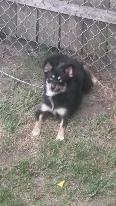 Proud owner of two Pomskies, Red and Lily