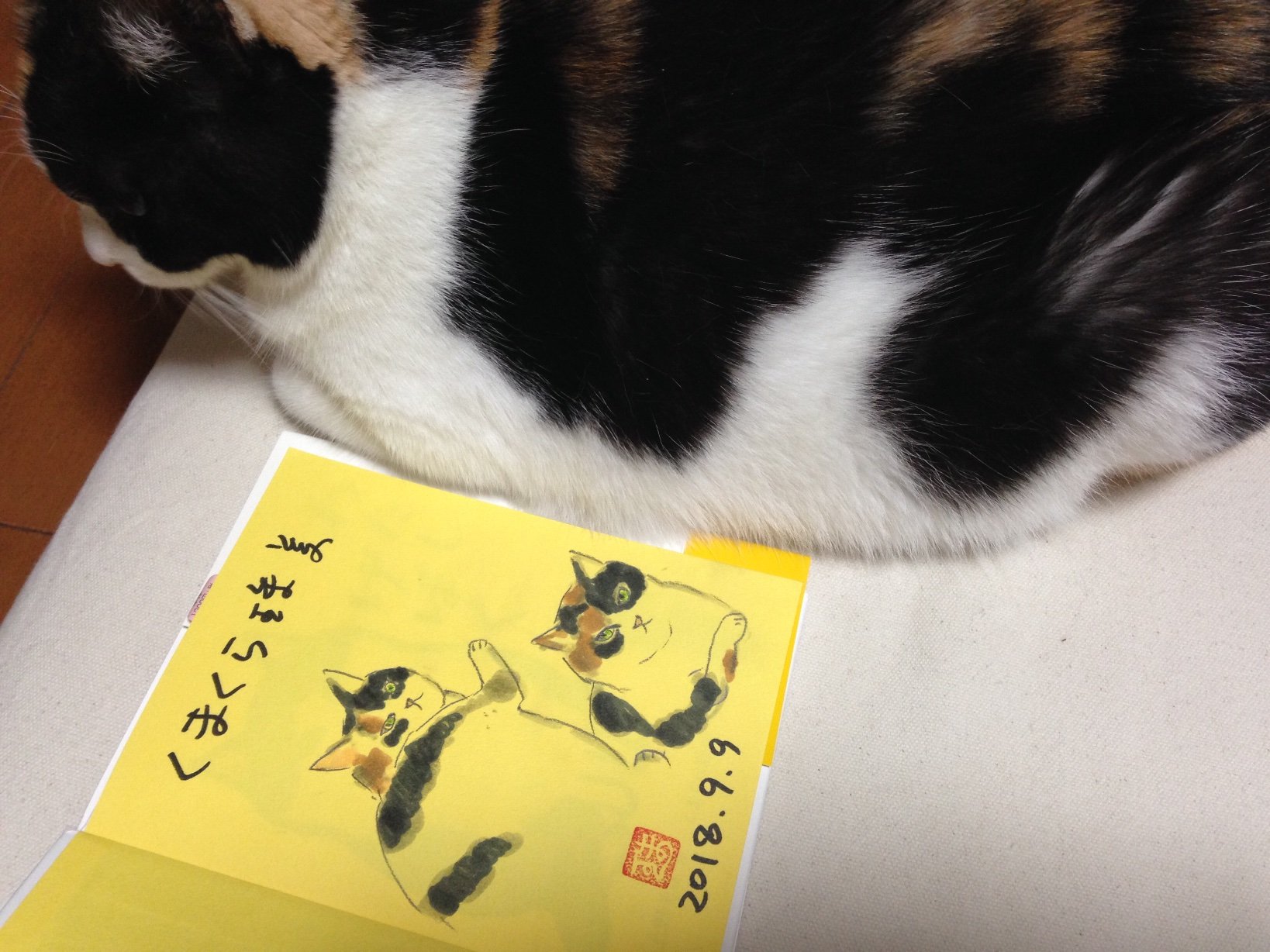 mikesukekiyo's profile picture. 三毛猫の(み)と妻と3人で暮らしてます。