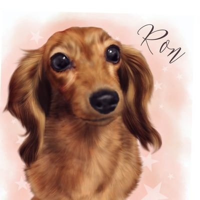 ロン على تويتر すごい寝方やけど笑ってるようにも見える笑 ダックスフンド チワワ 多頭飼い