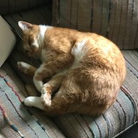 L9 DR DOOFENSHMIRTZ (@chumslog) 's Twitter Profile