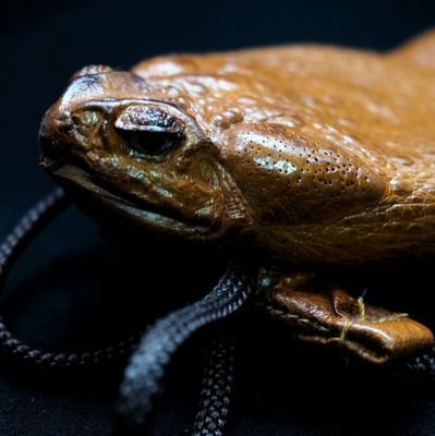 しのドン 近所の薬局 ムカデ忌避剤の表記が ムカデ粉 でそれ煎じて飲むほうじゃね と思ってしまう しのドン 近所の薬局 ムカデ忌避剤の表記が ムカデ粉 でそれ煎じて飲むほうじゃね と思ってしまう
