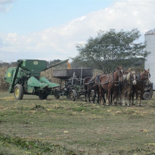 Perth County Farmer. Hogs and CashCrop. Perth South Municipal Councillor