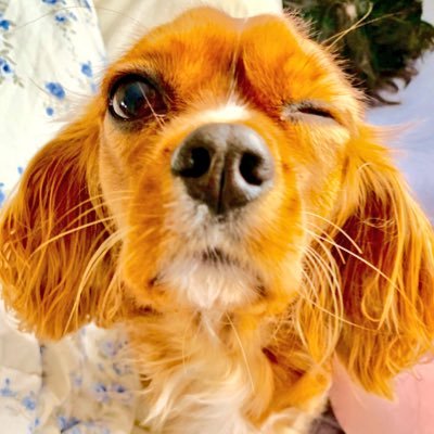 T__A__I__T__O's profile picture. 試される大地にてキャバリアを愛でつつninja250に乗る社会人