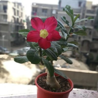 BISWASubroto's profile picture. #sayNotoPlastic