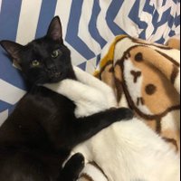 刹那 (@04setsuna26) 's Twitter Profile