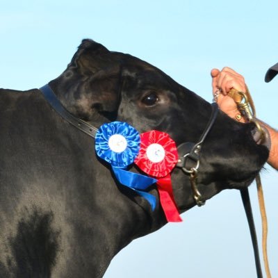 AngusLos's profile picture. 