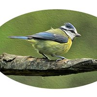 BirdwatchingSites (@birdwatchinguk) 's Twitter Profile