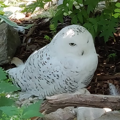 alicebobcharlie's profile picture. 