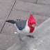 RedPichon (@pichonred) Twitter profile photo RedPichon (@pichonred) Twitter profile photo