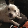 Chain242's profile picture. Song writer, gamer, and a love for sports and animals especially my little dog Lars Let’s gooooo Bengals and Reds R.I.P King 👏