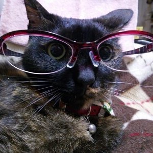 CrazyCatさんのプロフィール画像