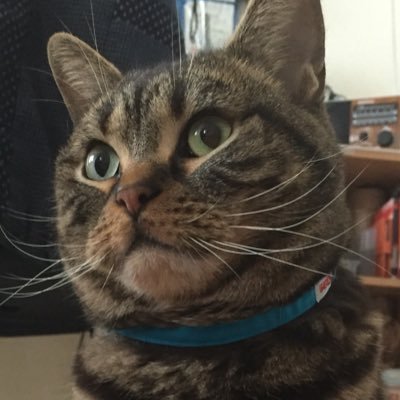 北海道/猫飼い/おじさん一人と猫一匹/愛玩動物飼養管理士1級 / アメショー♂ 13歳/ゲーム実況好き/ PS5/PS4/Switch/レトロゲーム/猫とゲームが好きです/主に閲覧・リツイート専用です/ 無言フォローお許しくださいm(_ _)m