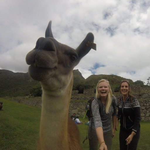 HeymansInne's profile picture. 👩‍🎓 Student UAntwerp 
🐱 Cat lover  
🍔 Always hungry  
⛺ Camping and hiking
🎵 Music and festivals