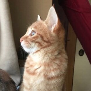 HSayo14's profile picture. 猫です