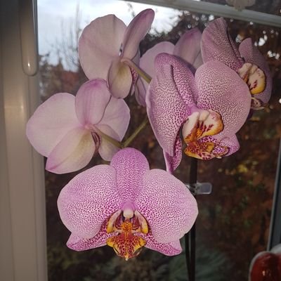 Obsessed with orchids! Love the countryside & all things nature. Slow living, dog walking, coffee drinking  chocolate addict. Cottage dweller & home baker......